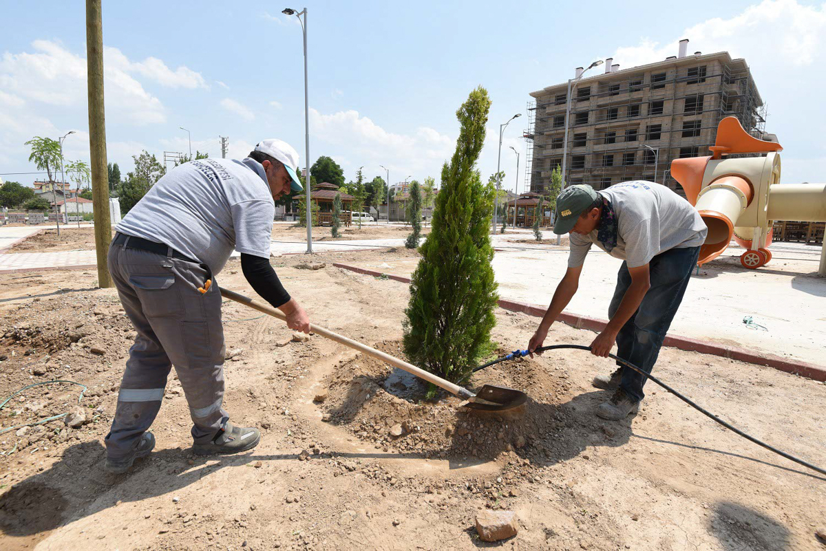 Ağaçlandırma Sahaları